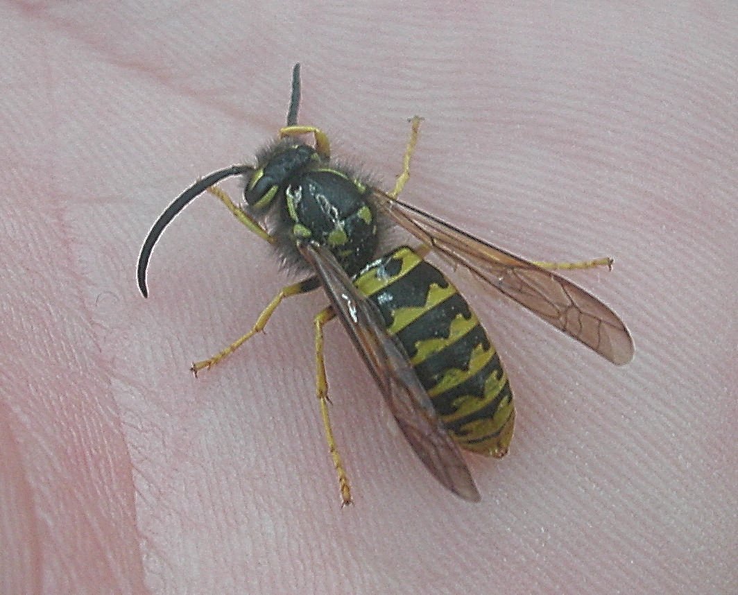 Maschio di Vespula germanica